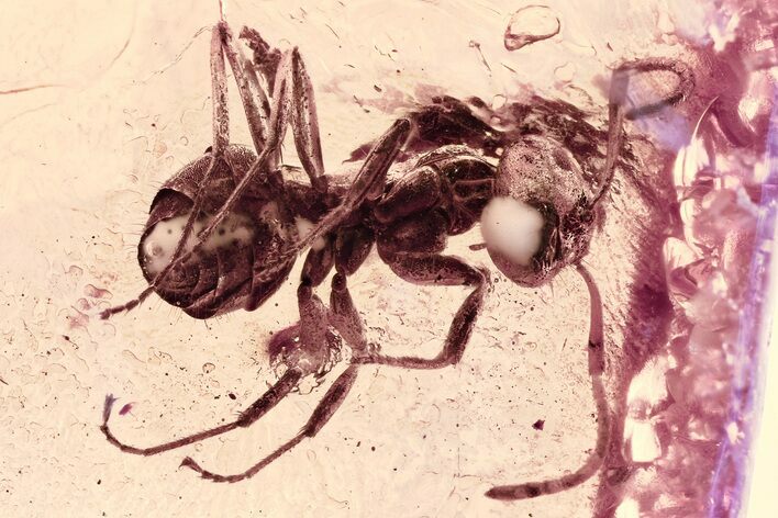 Detailed Fossil Ant (Formicidae) In Baltic Amber #357842